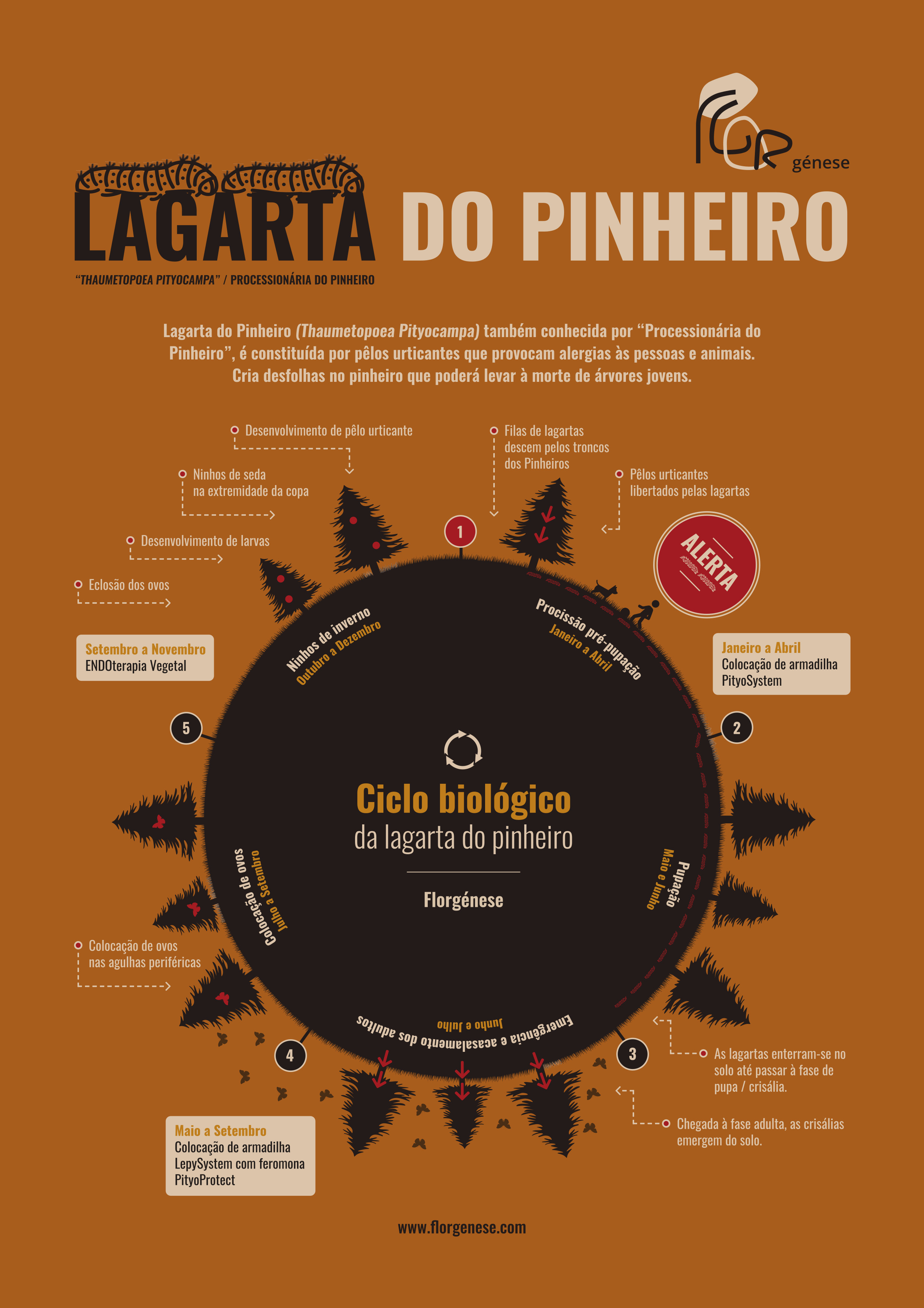 Lagarta Pinheiro